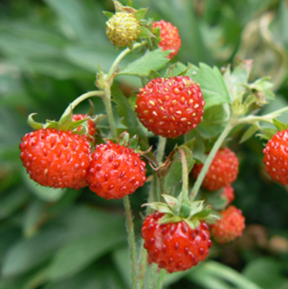 Wild Strawberry Live Plant – 3-6″ Tall – 3″ Pot – Sweet Alpine Strawberry