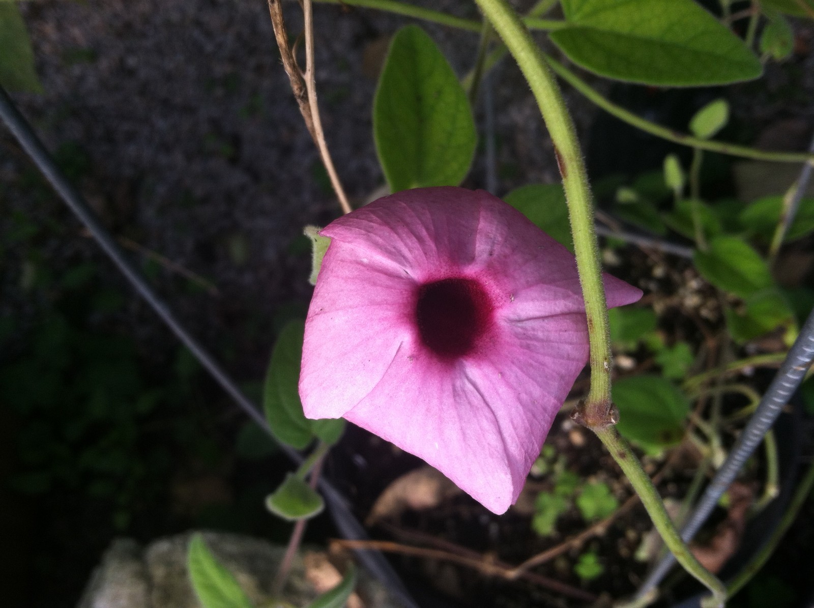 Thunbergia alata Raspberry Smoothie quart Plant