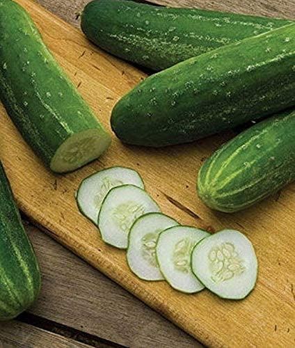 Straight Nine Cucumber Seeds (25+ Seeds)