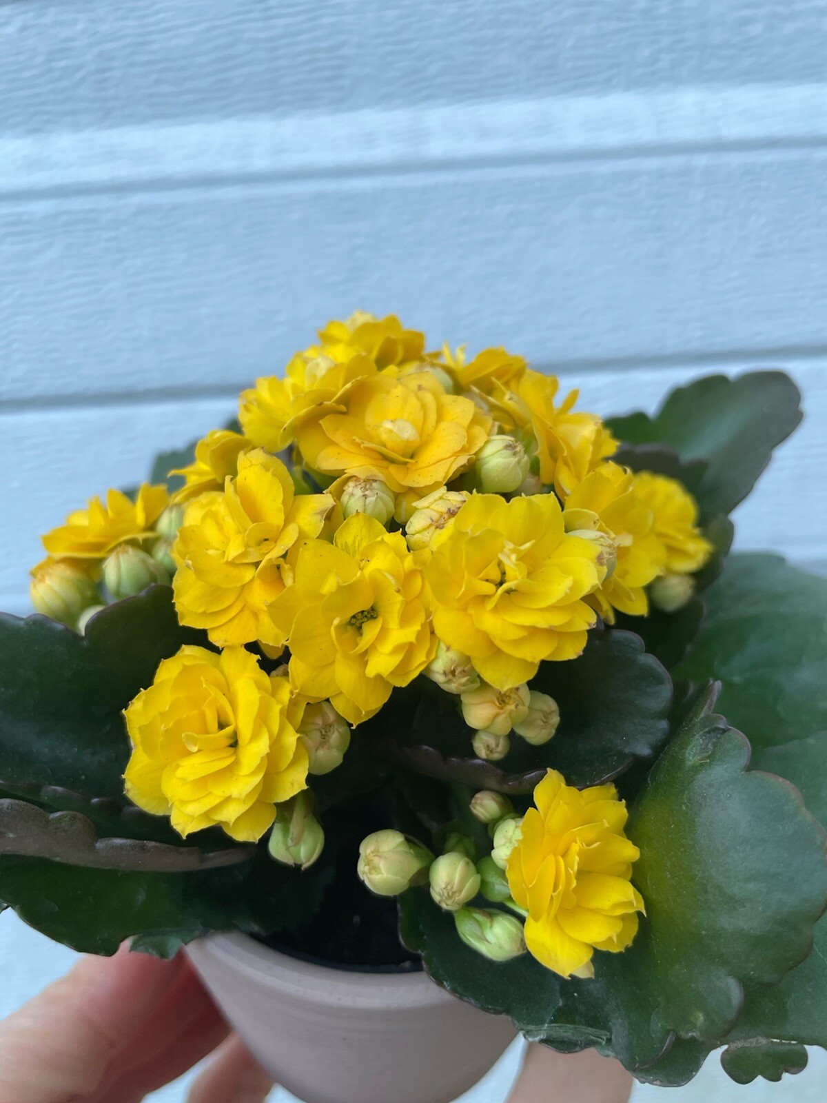 Assorted colors Florist Kalanchoe live plant well rooted Calandiva Plants