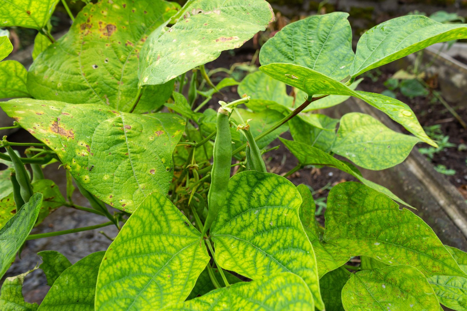 50 ROMA ITALIAN GREEN BEAN Phaseolus Vulgaris Vegetable Seeds *Comb S/H