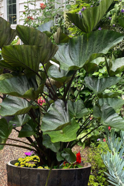 Tea Cup Colocasia Live Plant – 4-6 Inches Tall – Ship No Pot – Tropical Plant