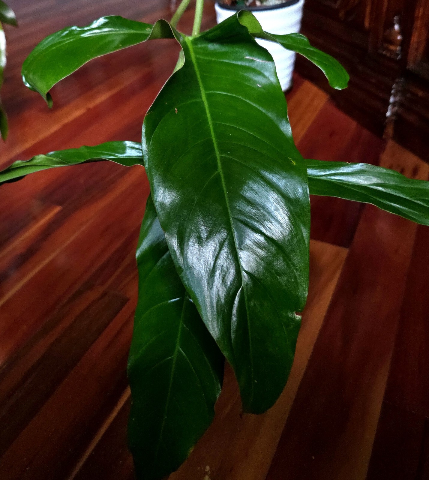 RARE XL Philodendron Pinnatilobum X Paloraense 26″ Tall Not Monstera Anthurium