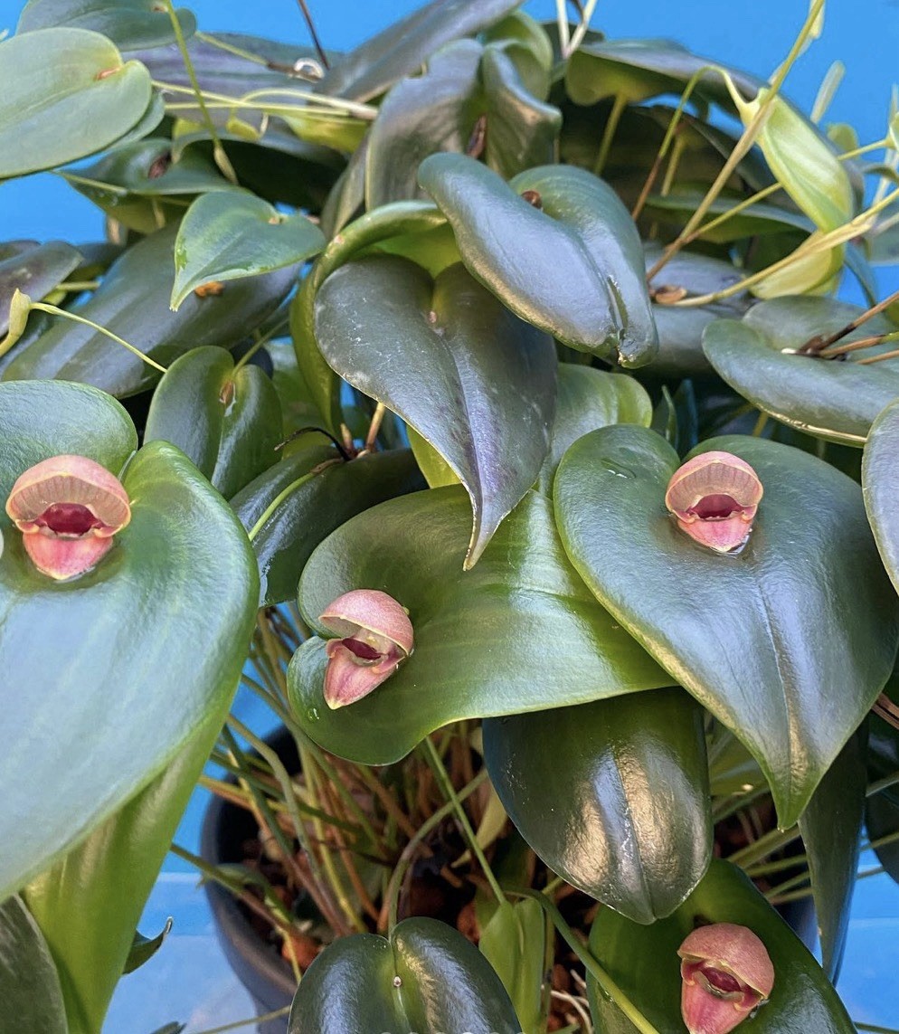 Pleurothallis palliolata Clamshell Orchid Species Cool Grower 9” Basket