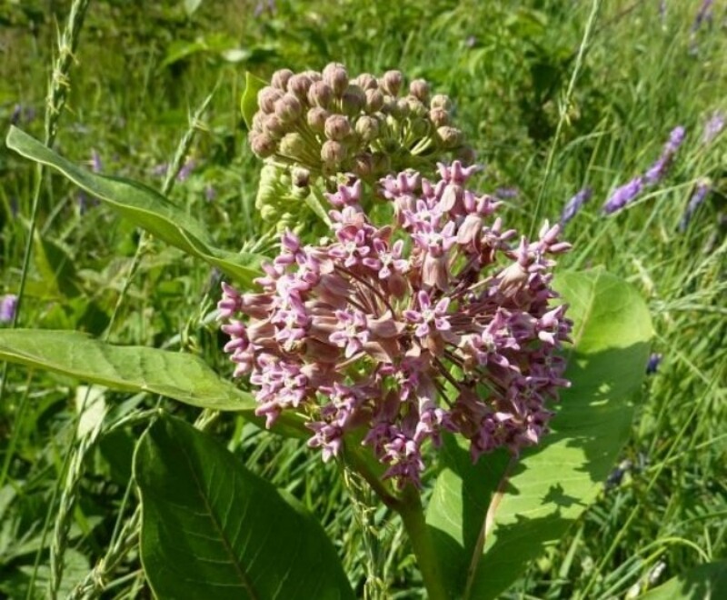 Common Milkweed 2000 seeds Asclepias syriaca native wildflower Monarchs