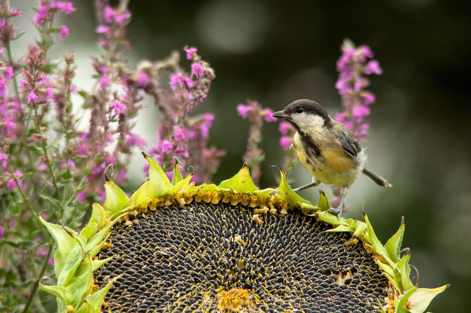 100 BLACK OIL SUNFLOWER Helianthus Annuus Yellow Hummingbird Bird Flower Seeds