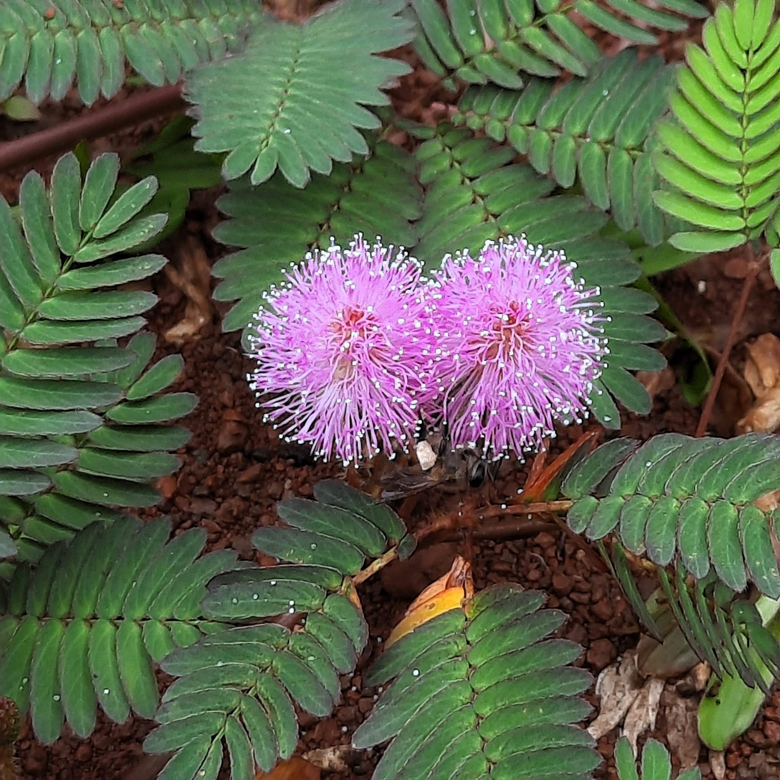 100 MIMOSA / SENSITIVE PLANT Schrankia Uncinata Flower Seeds *Flat S/H