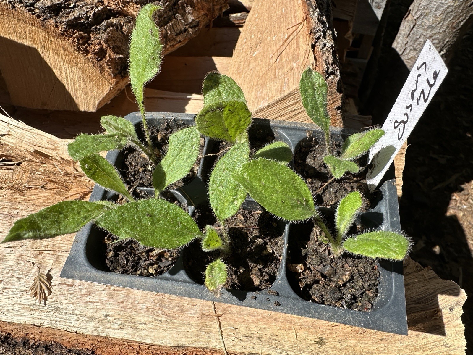 (6) Pack of Live Organic BLACK EYED SUSAN Seedlings Free Shipping