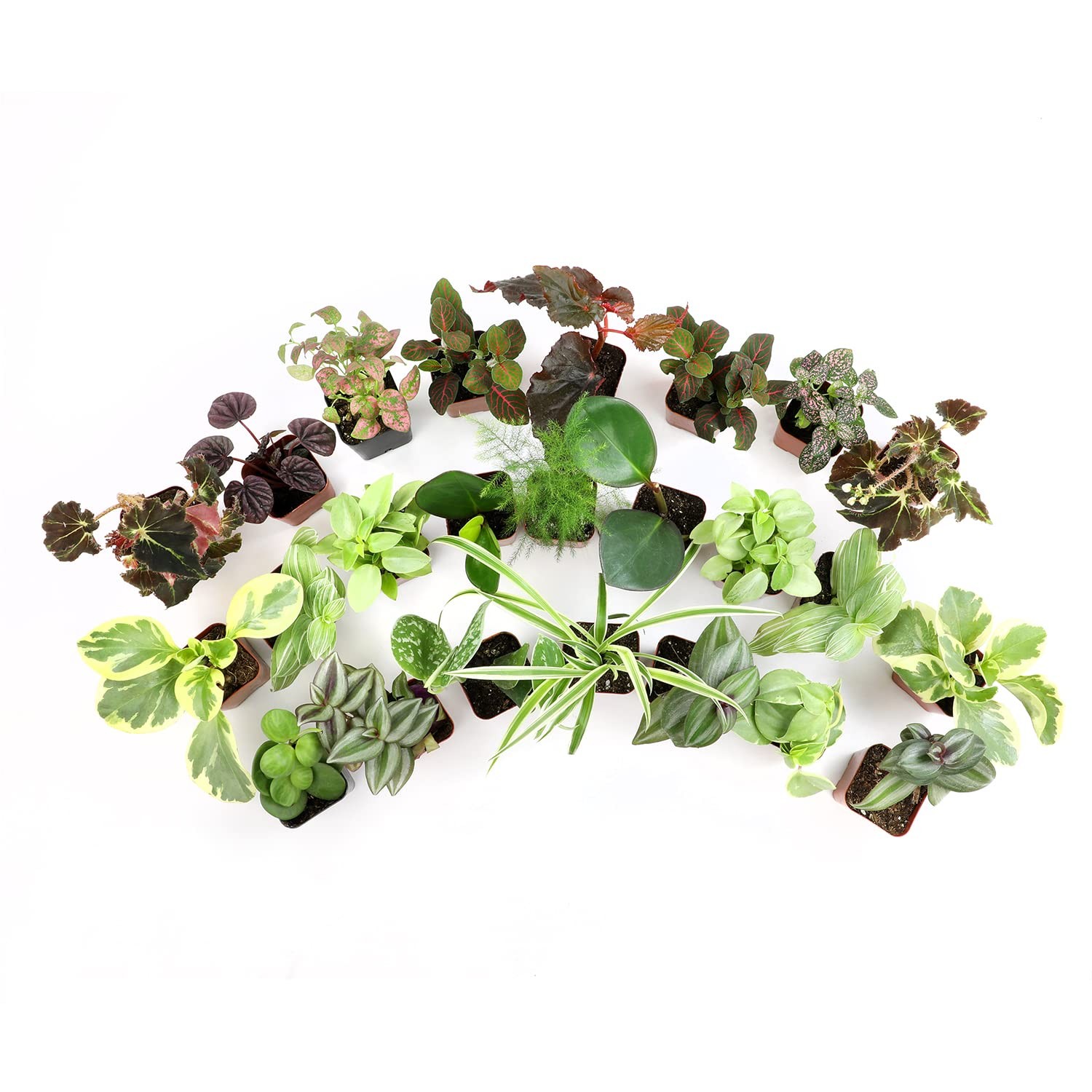 Altman Plants Live 6Pk Indoor Plants For Delivery Premium Live Plants And