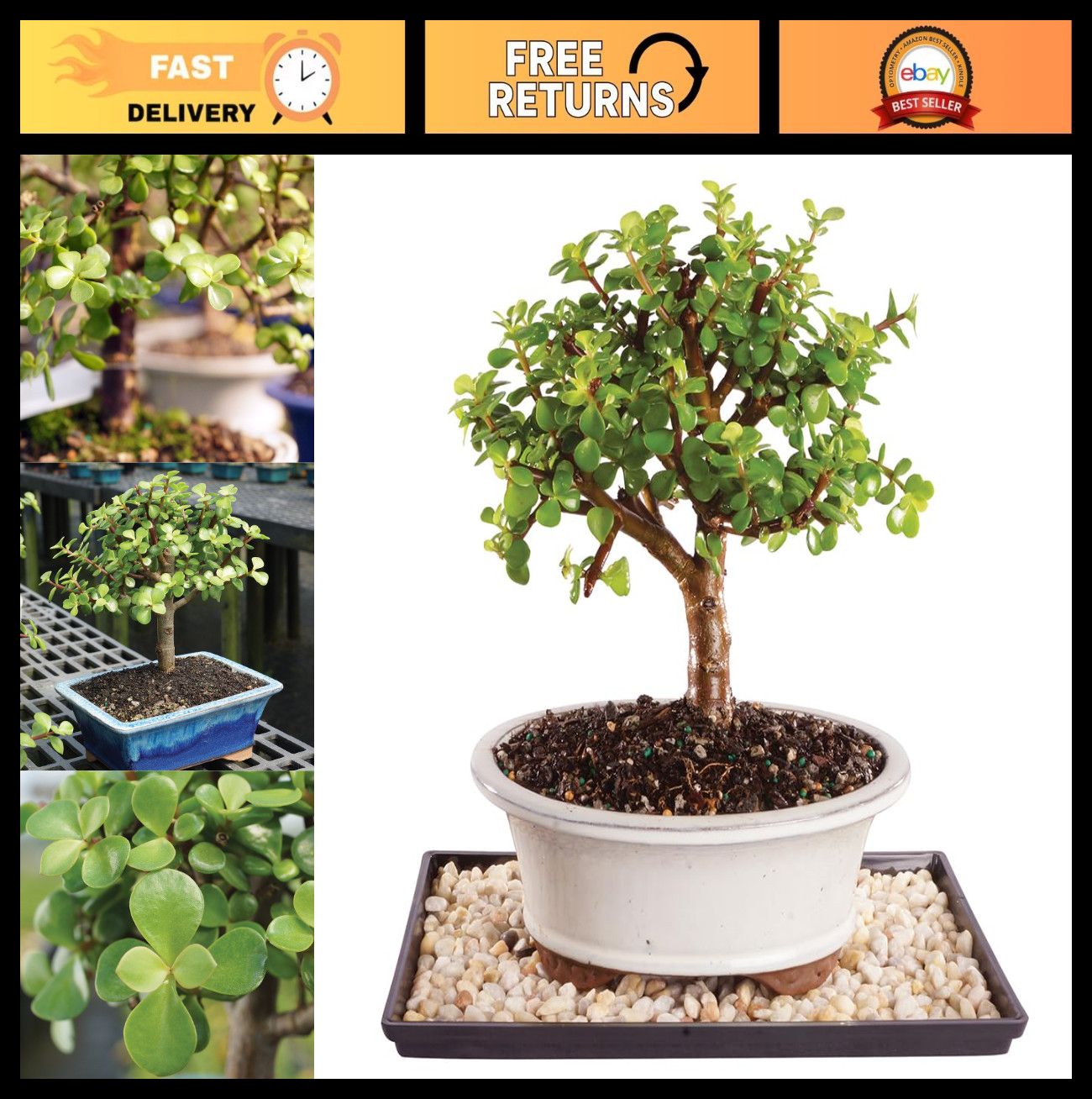 Live Dwarf Jade Bonsai Tree – Indoor Plant in Ceramic Pot, 8-12″ Tall, Easy Care