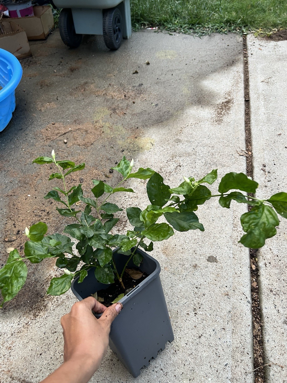 Jasmine Belle Of India Plant. More Than 12” Height.