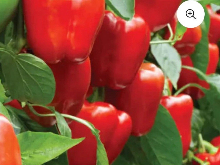 RED BEAUTY BELL PEPPER LOT OF 3 Sweet Pepper LIVE PLANTS