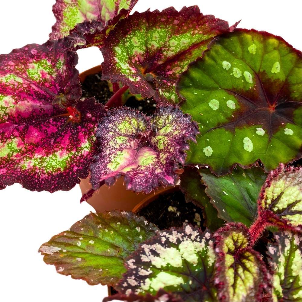 Harmony’s Purple and Green Begonia Assortment 4 inch Set of 3 Harmony Hybrids Sp