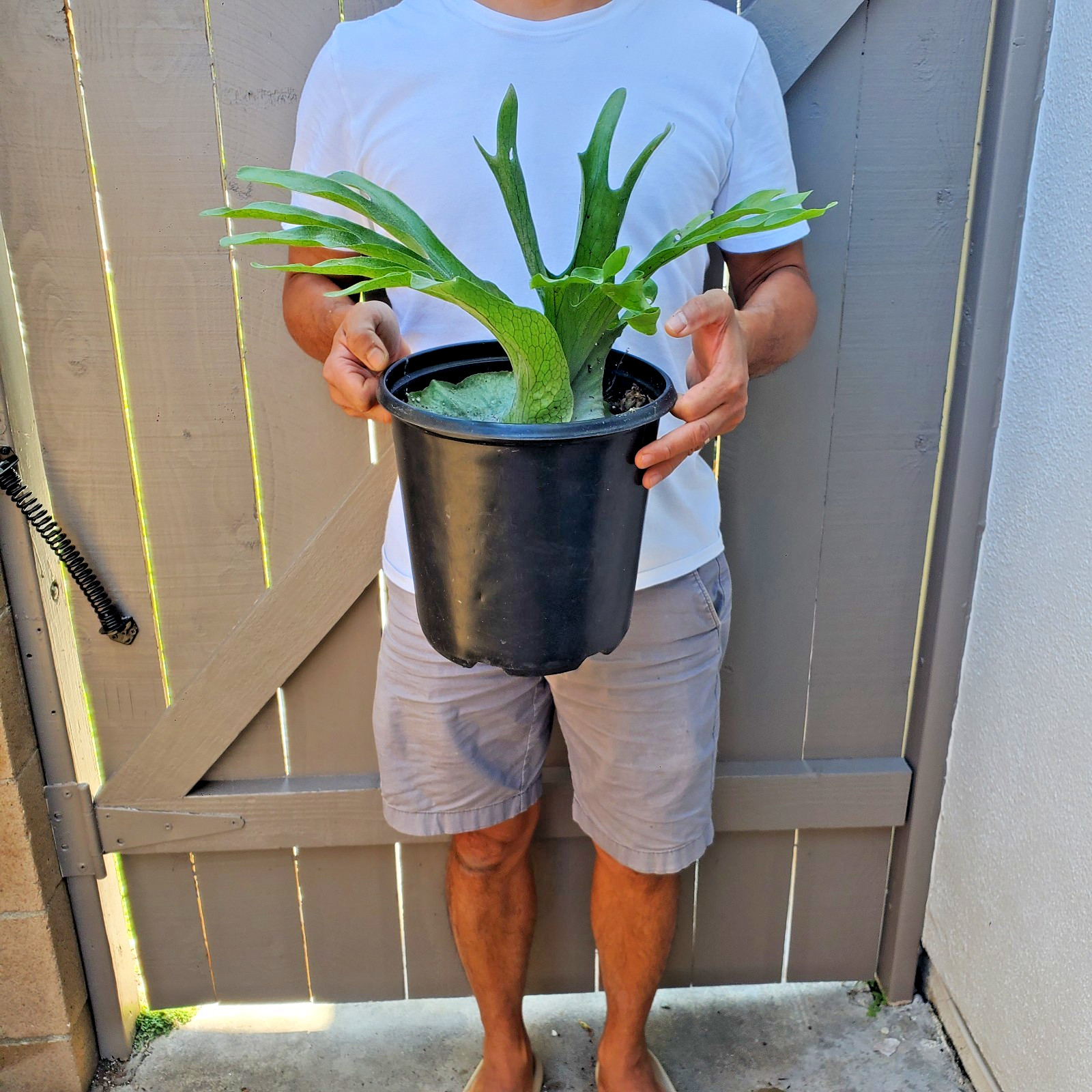 Platycerium Superbum Staghorn fern plant