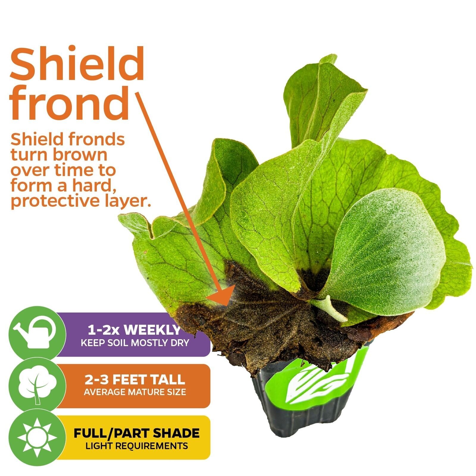Elephant Staghorn Fern – Platycerium elephantotis – Live Plant