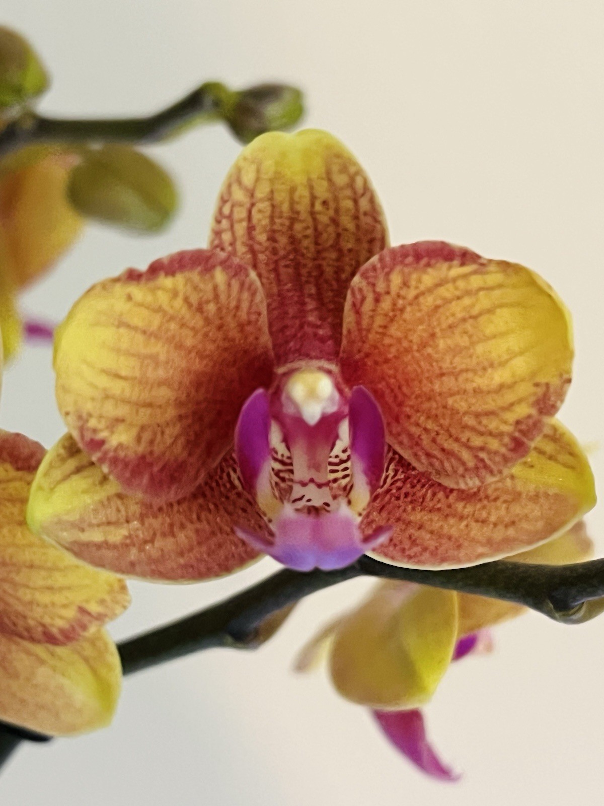 Phalaenopsis Orchid NOID Taiwanese Species Rare Colored Plant