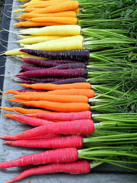 400+RAINBOW CARROTS Seeds 5 Colors Native Heirloom Vegetable Garden Container