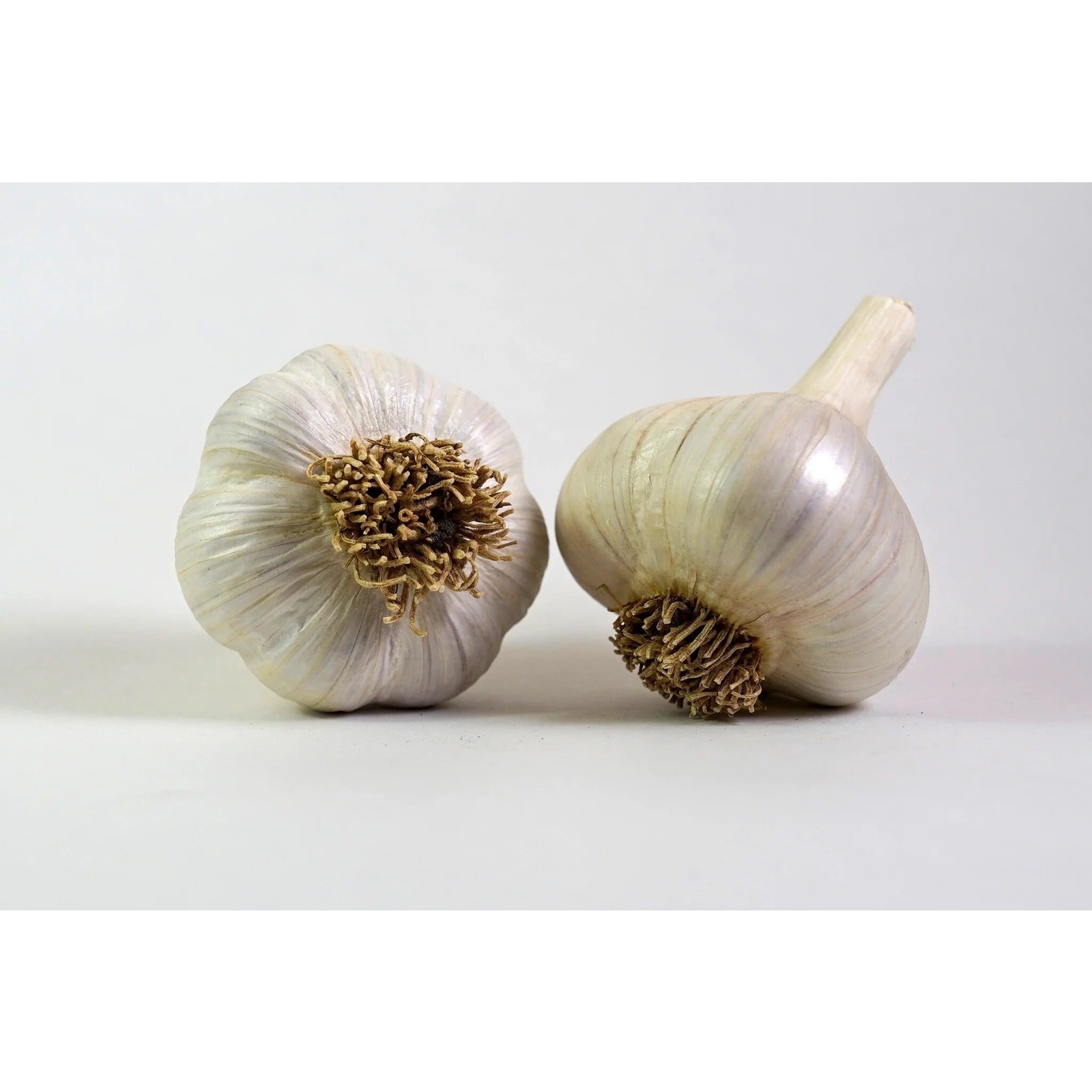 4 Colossal Organic Music Garlic Seed Garlic Bulbs Hardneck Early Jumbo