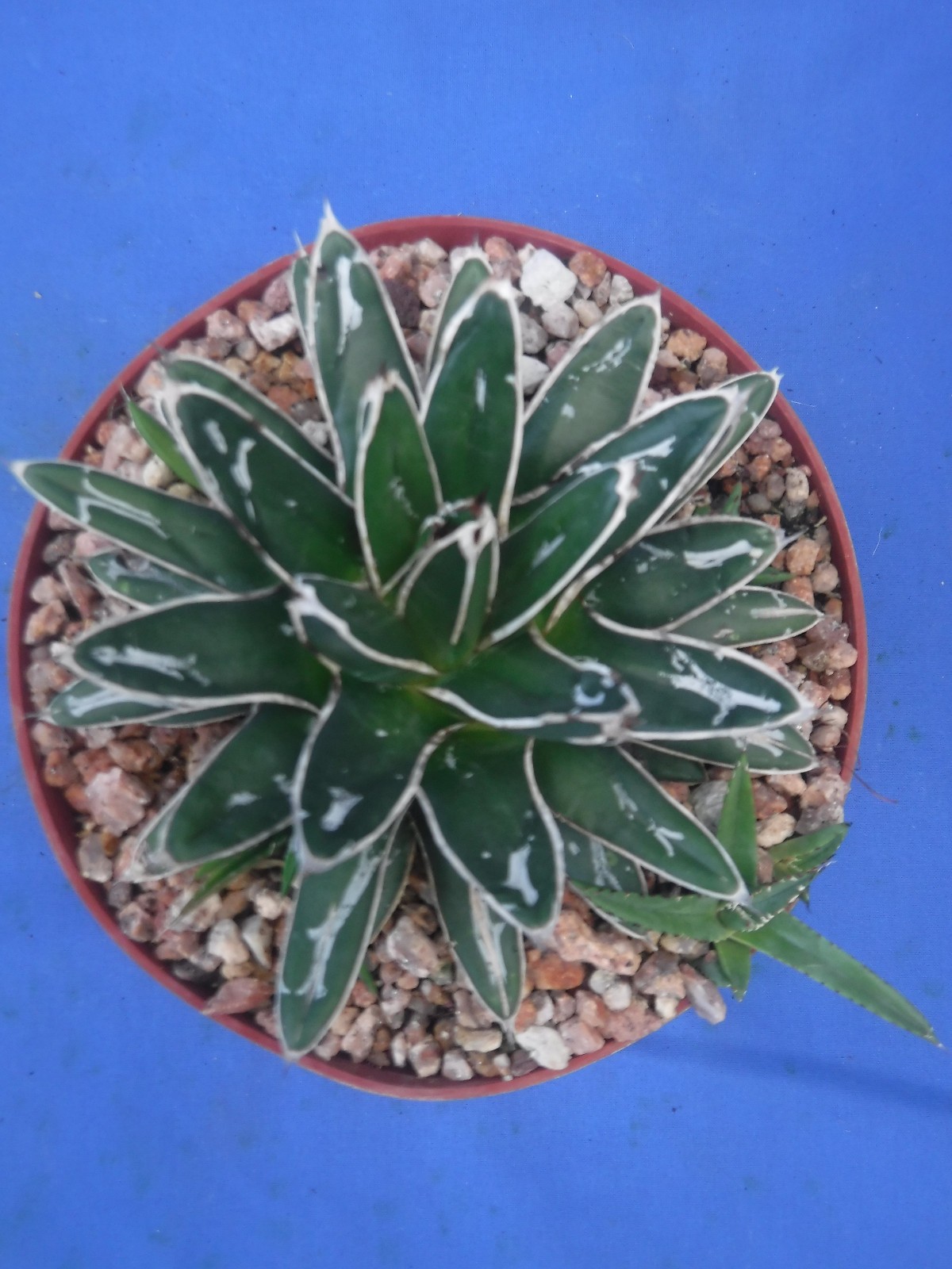 Agave victoria-reginae compacta Queen Victoria Agave 5″ Wide + 4 PUPS! I5
