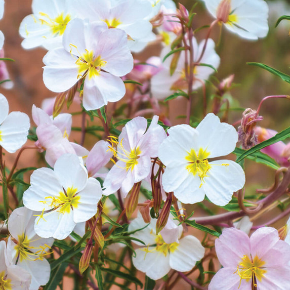 Pale Evening Primrose Seeds | Heirloom / Non-GMO | Free Shipping | 1242