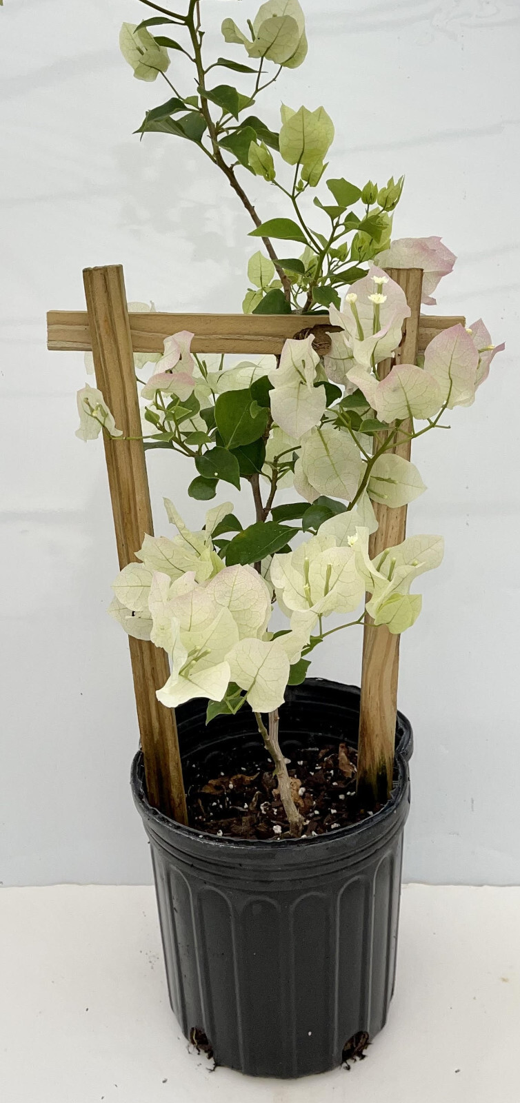 White Live Plant Bougainvillea Vine in 6″ Pot Trellis Fast Growing NO CA