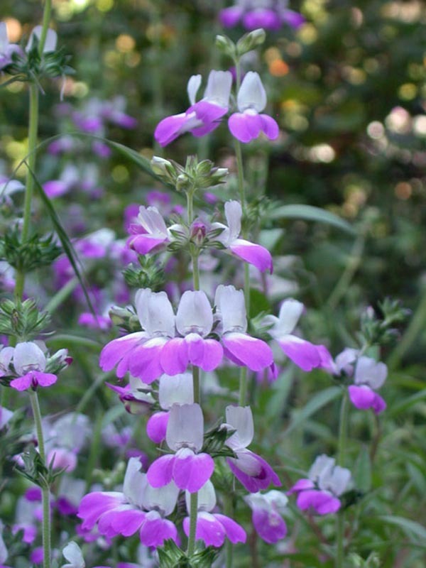 CHINESE HOUSES, UNIQUE DELICATE FLOWERS, 25+ SEEDS BEAUTIFUL BLOOMS