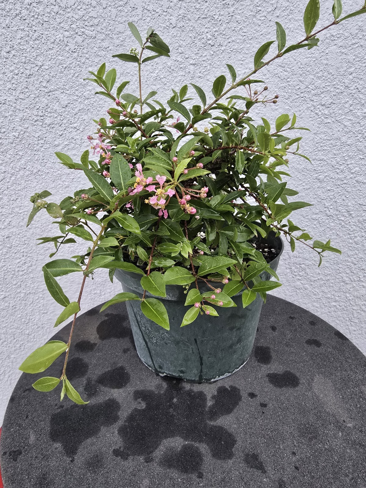 Dwarf Barbados Cherry Malpighia punicifolia ‘Nana’ #1