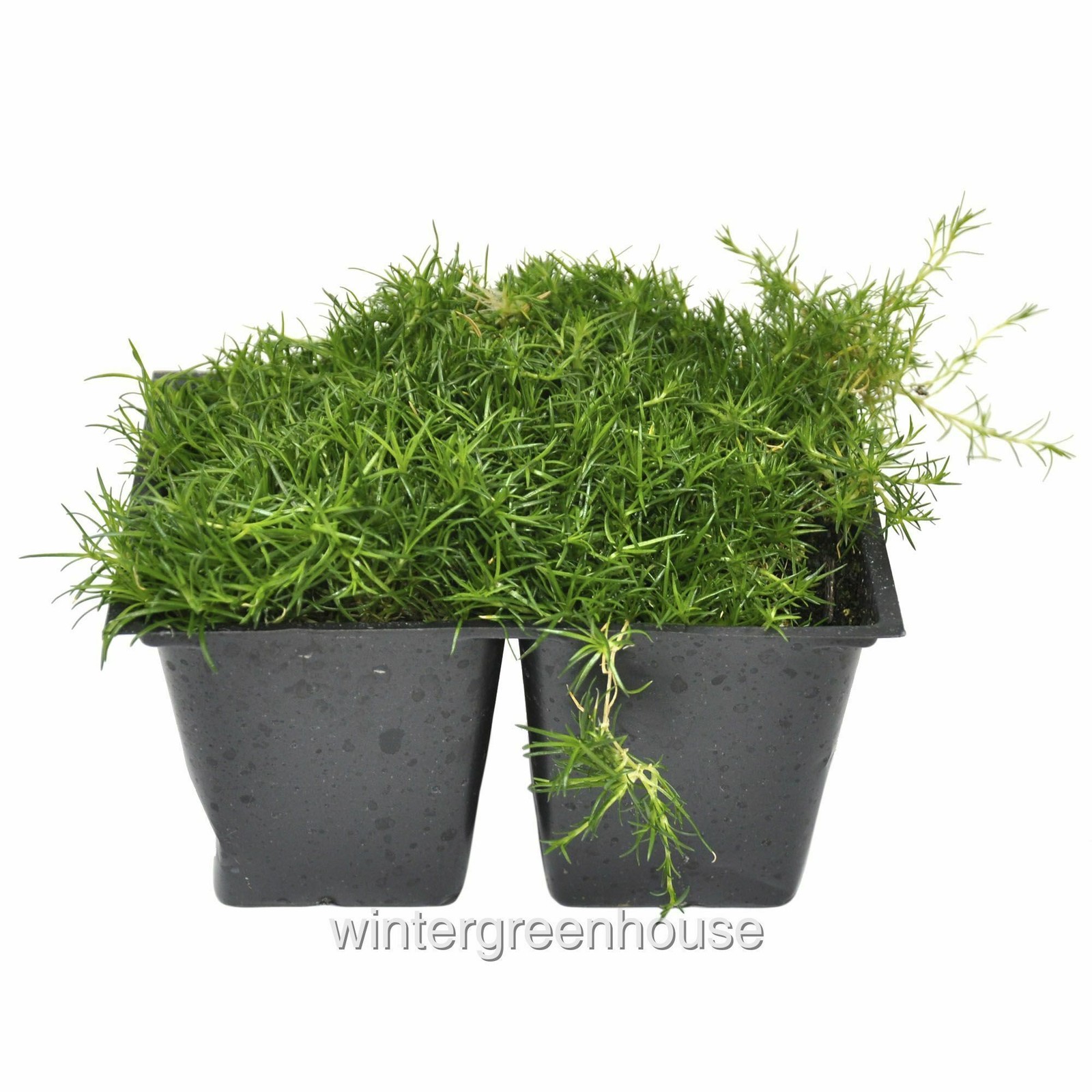 Sagina subulata, Irish Moss Ground Cover, Container Size: 4x 2.63×1.72×2.75″