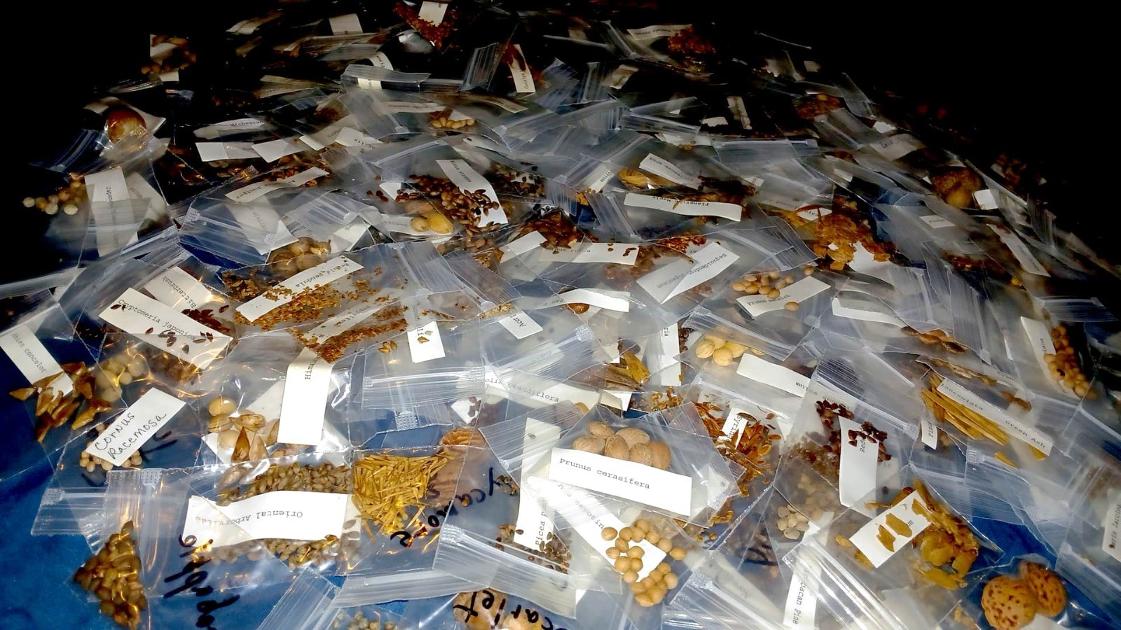 150+ PLUS SPECIES OF TREE SEEDS 6000+ PLUS IDENTIFIED SEEDS ARBORISTS GARDENERS