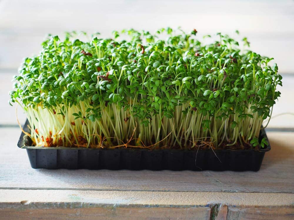 12 oz Cress