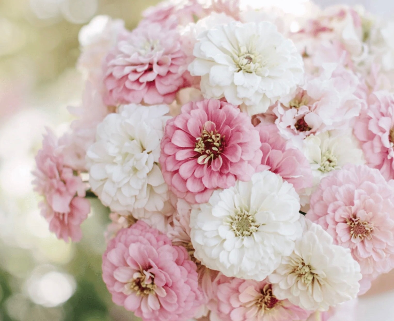 50 Ct. Blushing Bride Zinnia