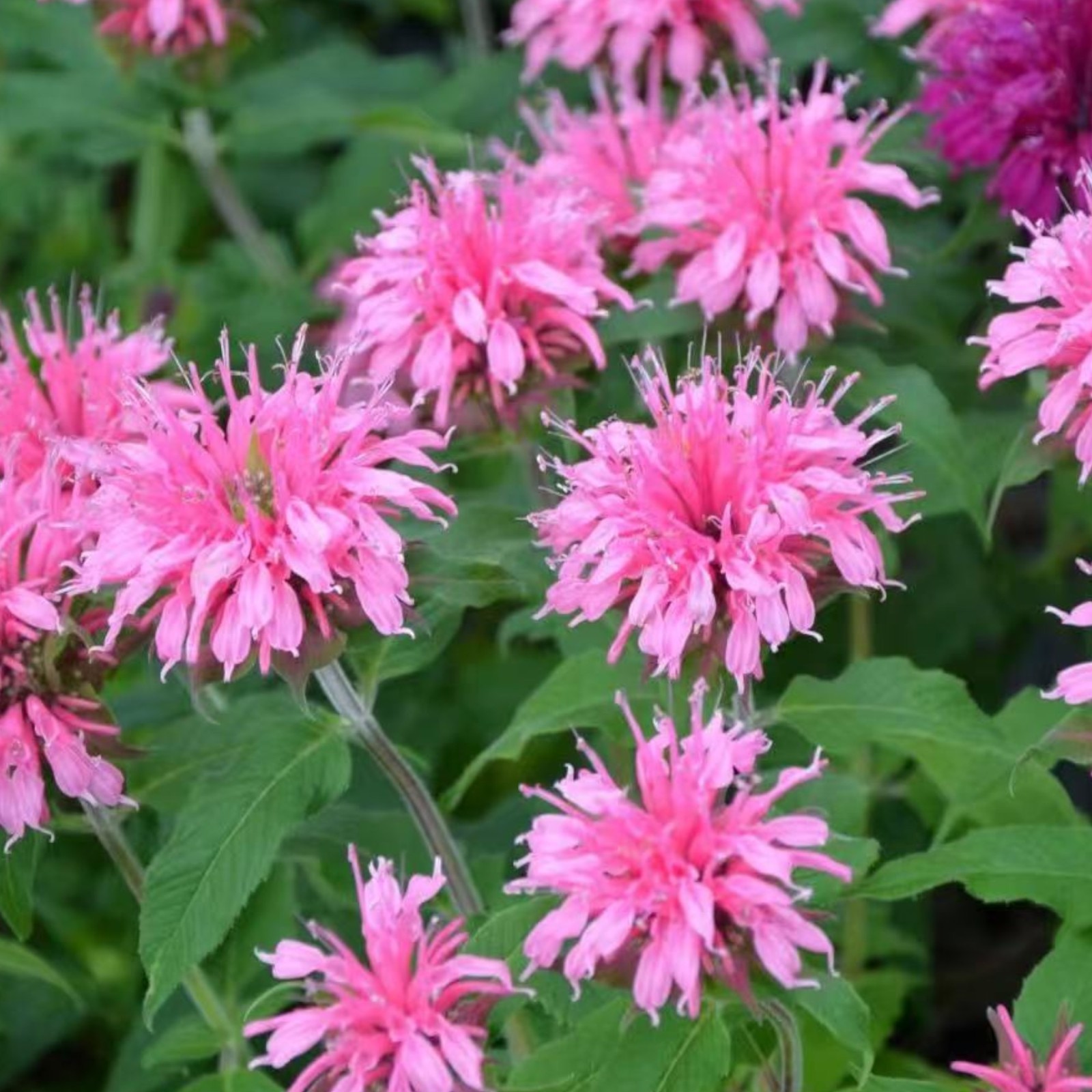 1000 Pink Bee Balm Seeds Monarda – Perennial Flower for Pollinators Zones 4–9