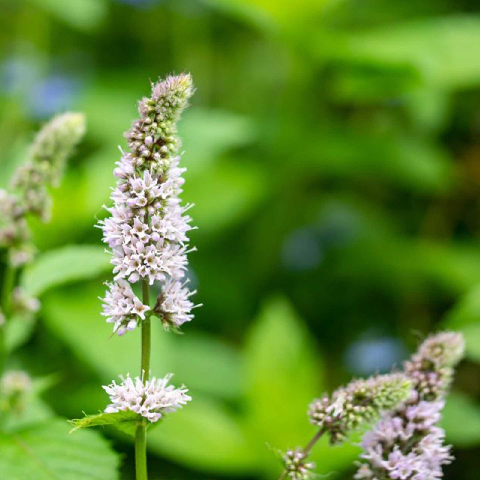 3 Spearmint Plants (Mentha spicata) Fragrant, Edible Culinary Herb for Gardens