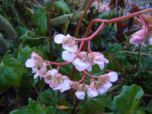 BEGONIA HERCULES heracleifolia Shade Garden Live Plant Huge Leaf Pink Flower