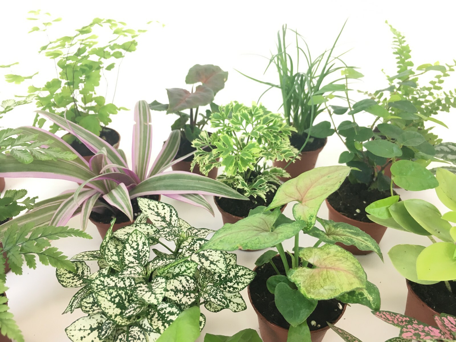 Mini Terrarium Plants (6 Plants) (2″ Pots) Fairy Garden Assorted Varieties