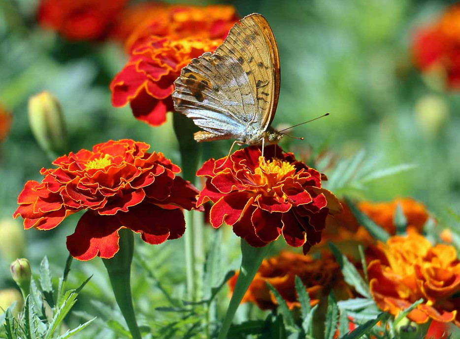 French Marigold Plant – 3-6″ Tall – Bright Annual Flower for Gardens, Borders