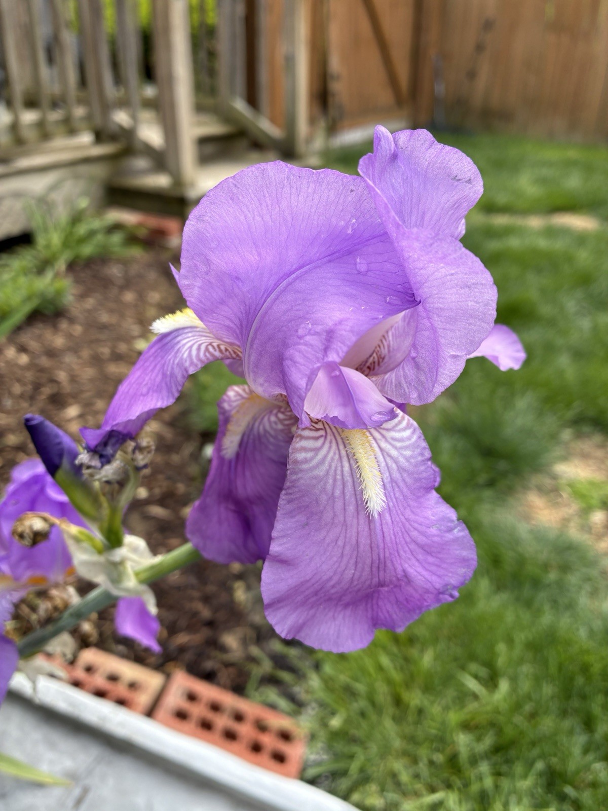 Tall Bearded Iris Rhizome, Light Purple.