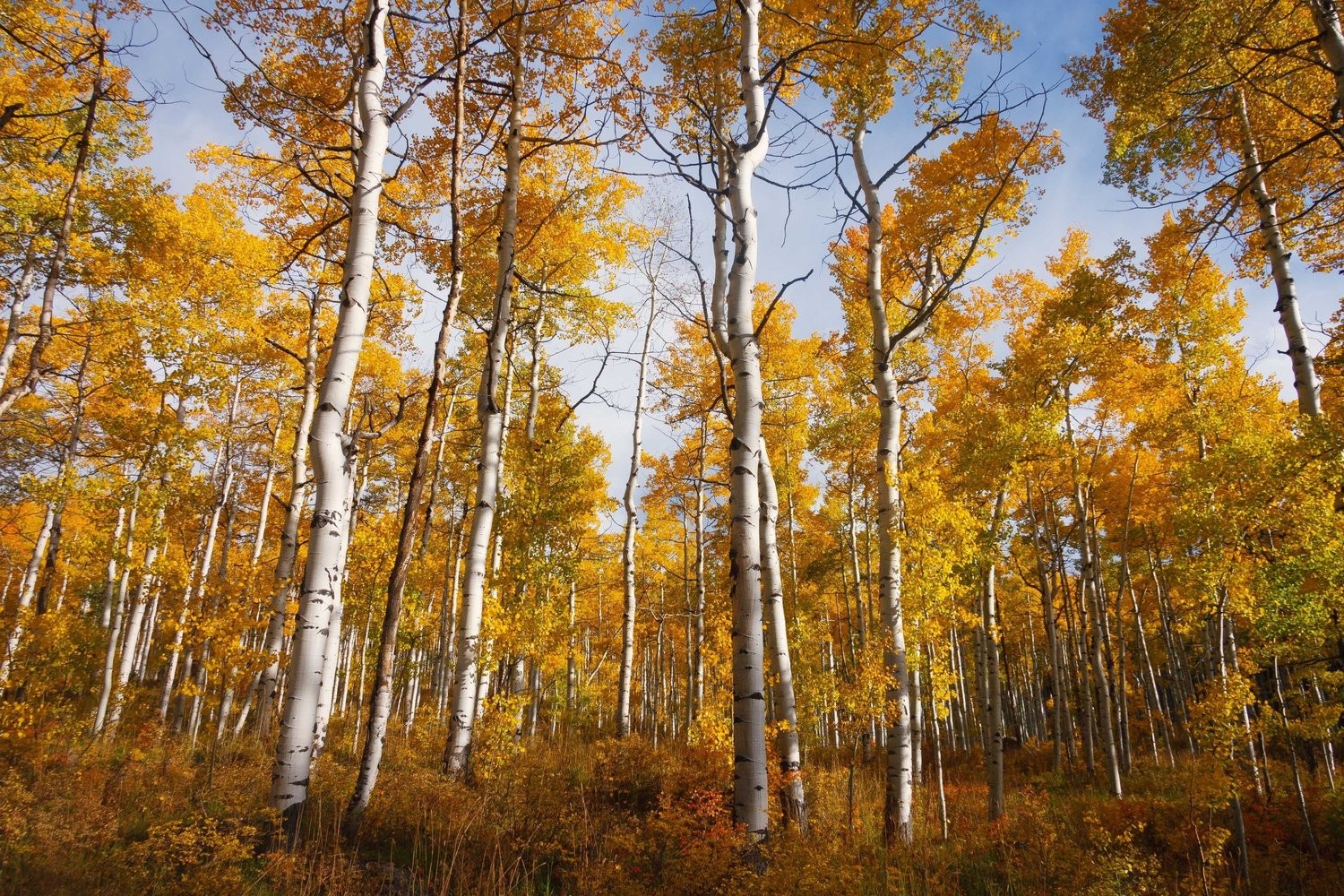 Quaking Aspen – Seed Grow Kit by Jonsteen Company