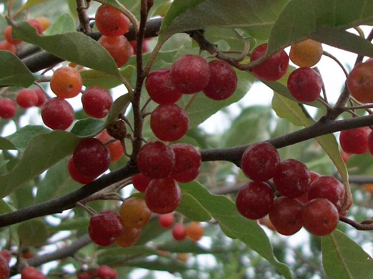 Autumn Olive – 20 Seeds – Elaeagnus umbellata
