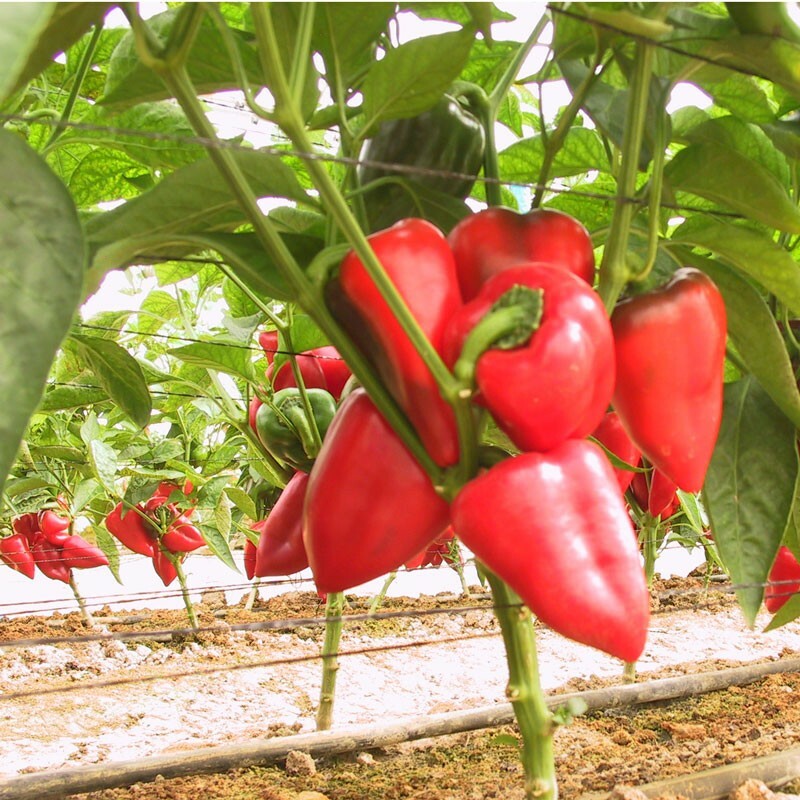 Pimento Pepper Seeds | Heirloom / Non-GMO | Free Shipping | Seed Store | 1019