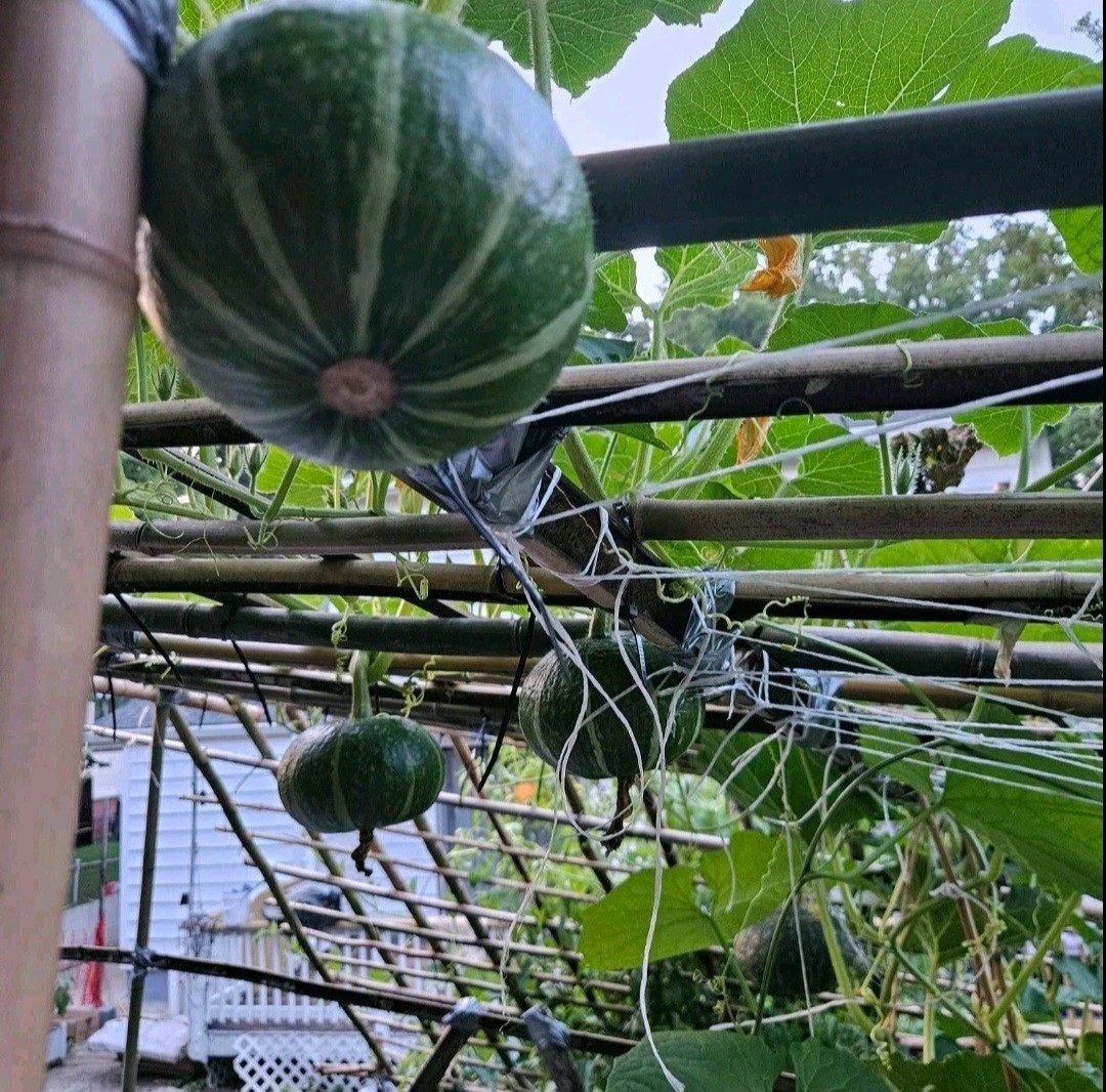 6 type of Seeds. Butternut squash, okra, Malabar Spinach,Kabocha, seminole gourd
