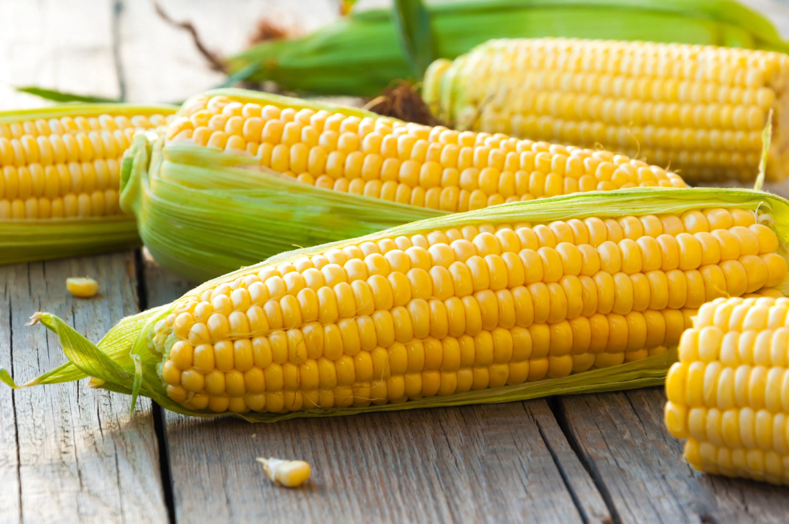 50 SUGAR BUNS CORN Sweet S.E. Yellow Zea Mays Vegetable Seeds