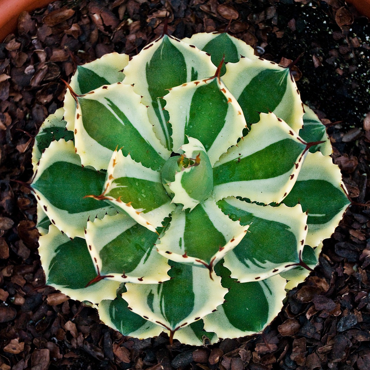Agave “Desert Diamond” Variegated Sport of “Kissho Khan” Superb Succulent! 2″-3″