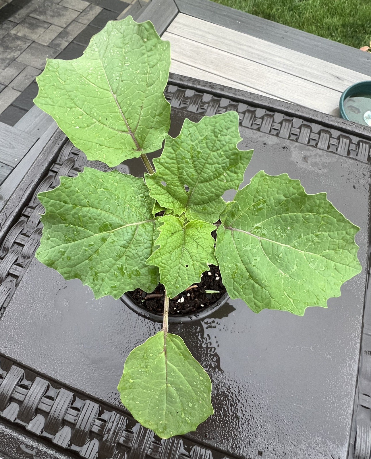 Cape Gooseberry Golden berry Live Plants 4”pot Edible Fruit Plant for Garden