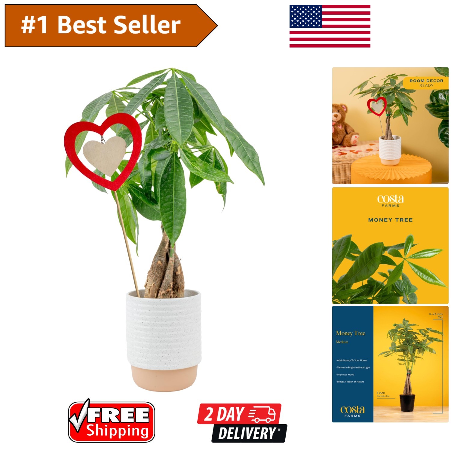 Braided Money Tree Live Plant – Easy Care, Pet-Friendly Decor for Home & Office