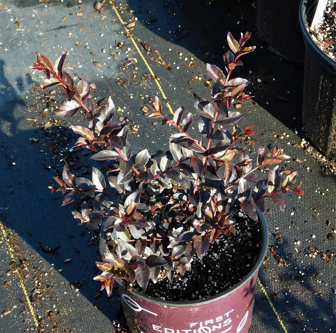 Black Diamond Improved Crepe Myrtle Plant