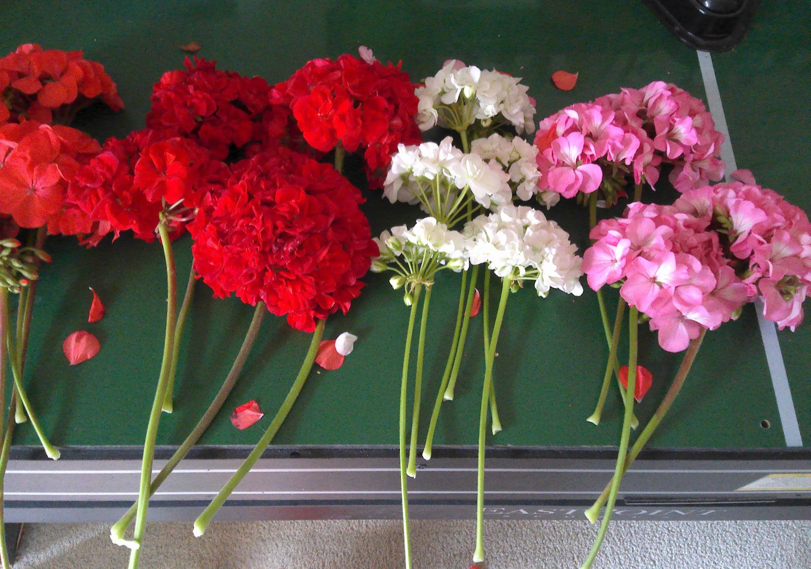 GERANIUM LIVE Plants 5″ Cuttings 2 each cuttings white, red, orange pink 8 total