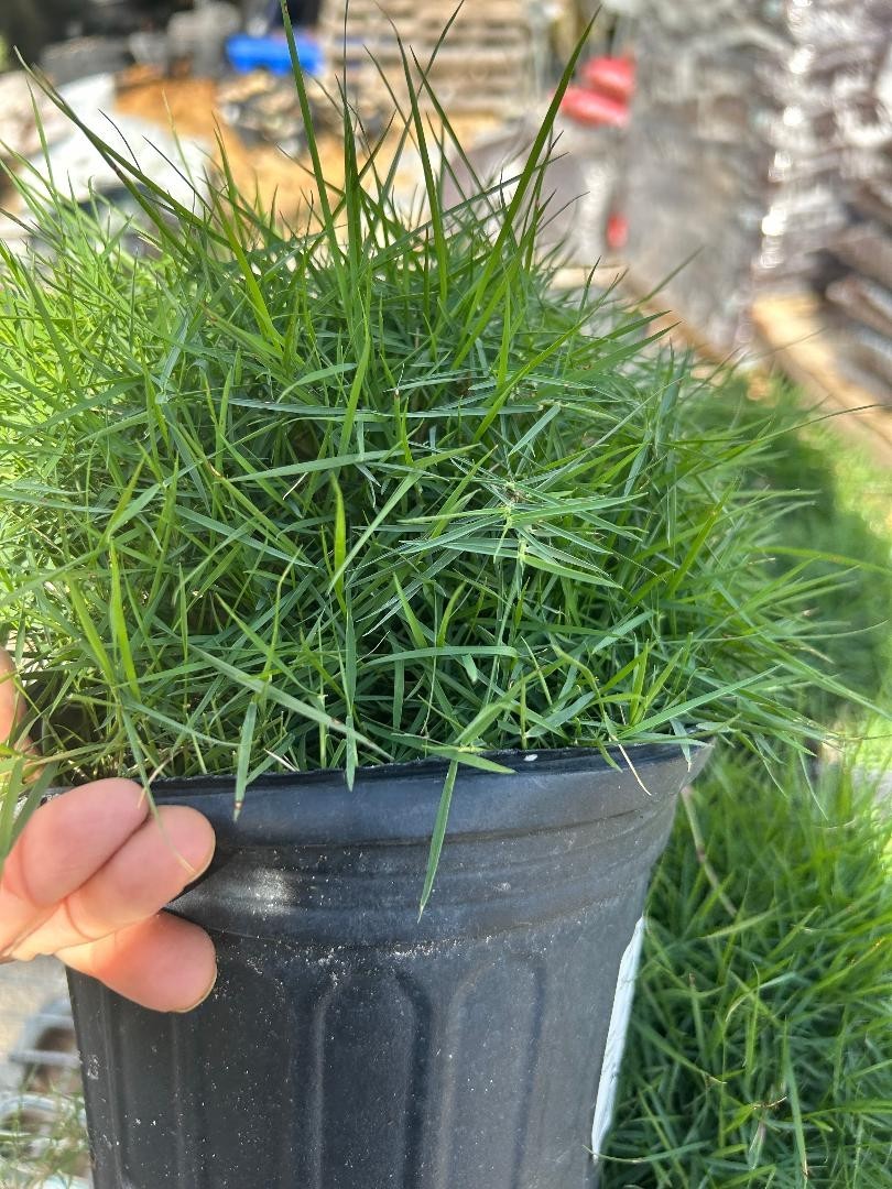 Rare Zoysia tenuifolia, also known as Korean Grass,- as pictured- very limited