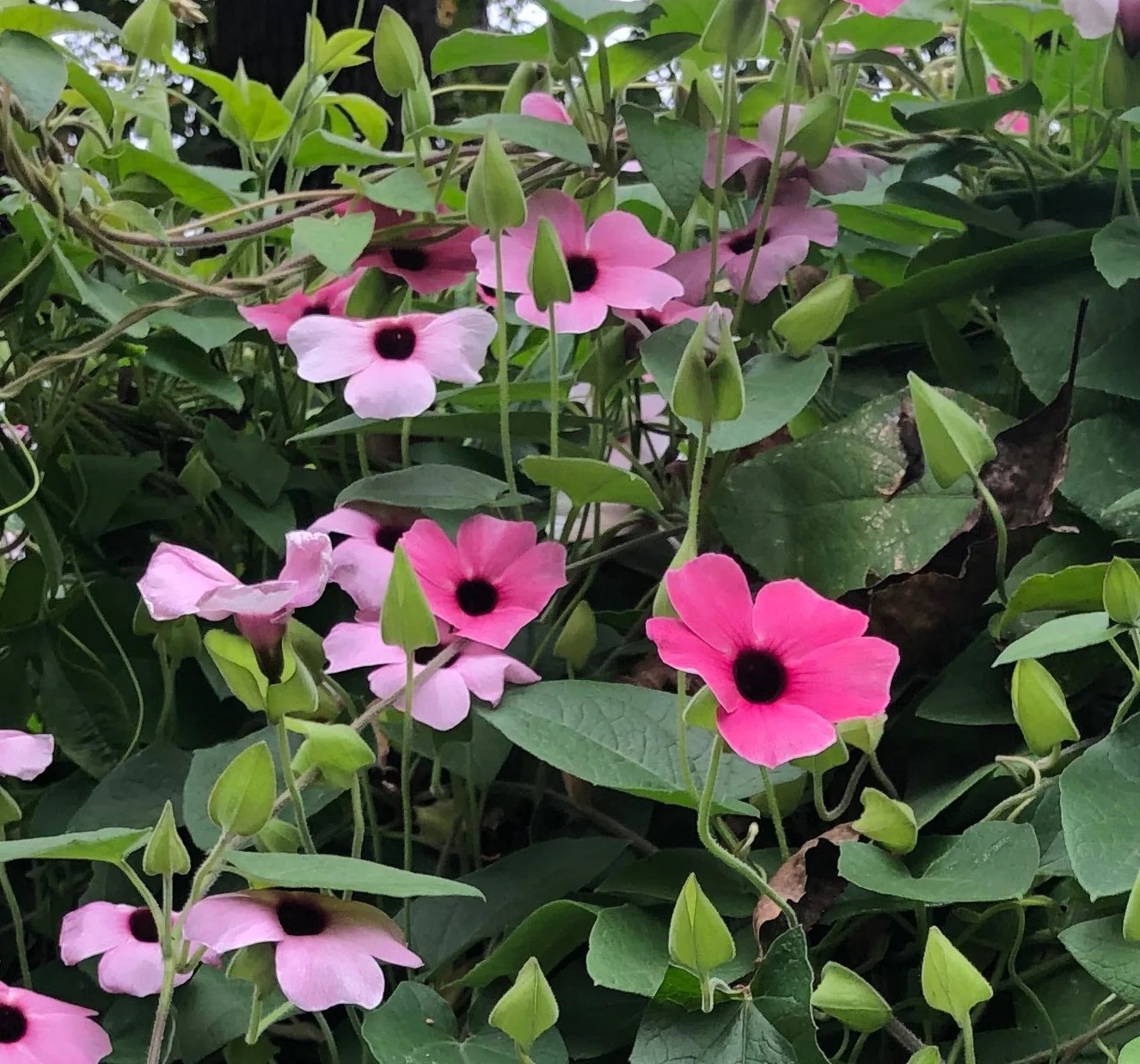 Thunbergia alata Raspberry Smoothie gallon Plant