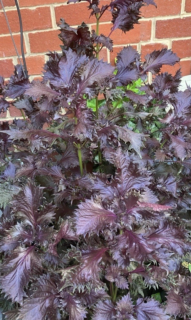 Six Rooted Red-Purple Shiso/Perilla Plants